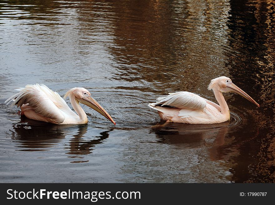 A pair of Rosy Pelicans swimming one after another. A pair of Rosy Pelicans swimming one after another