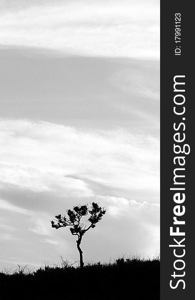 A tree is silhouetted against the cloudy sky. A tree is silhouetted against the cloudy sky