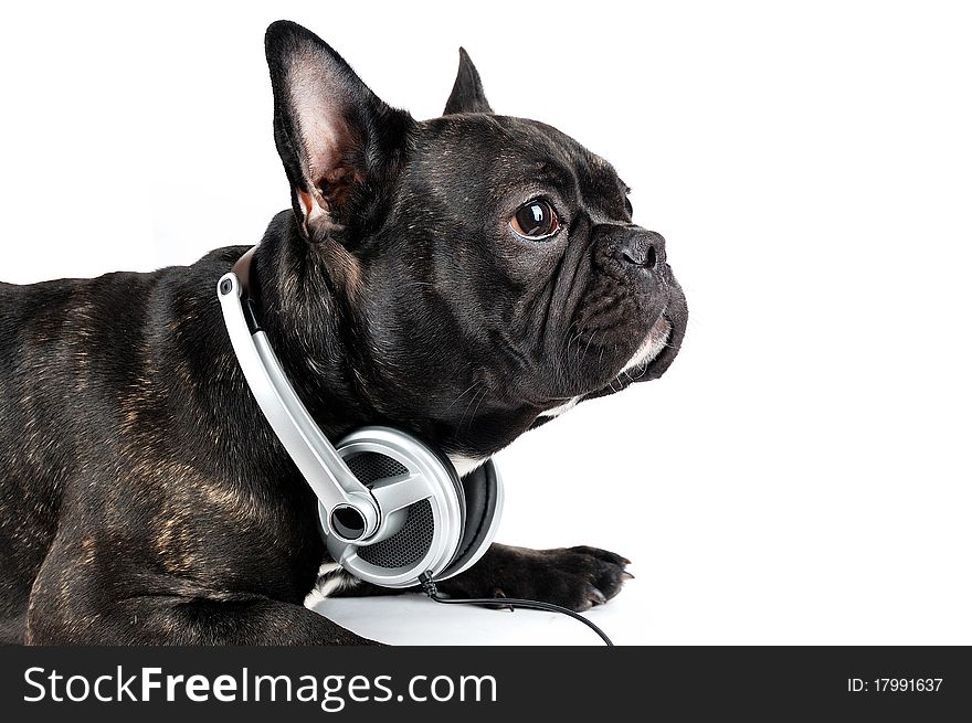 Dog in earpiecess on a white background