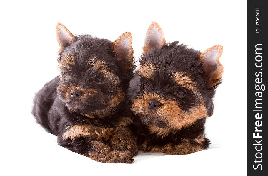 Two Yorkshire terrier puppies on white backgtound