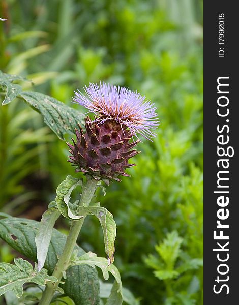 The Thistle is the national emblem of Scotland. The Thistle is the national emblem of Scotland