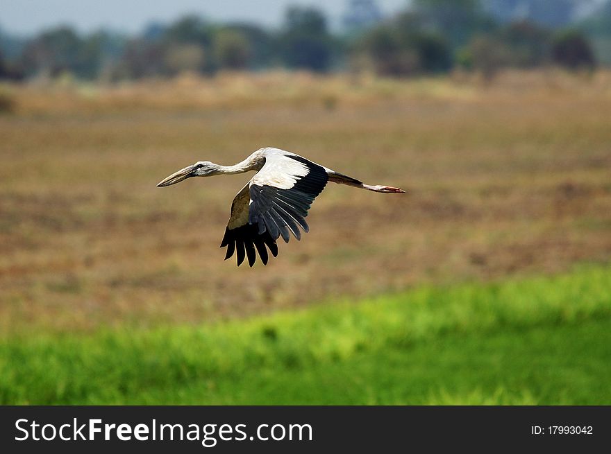 Open-billed Stork,Anastomus oscitans,Ciconiidae