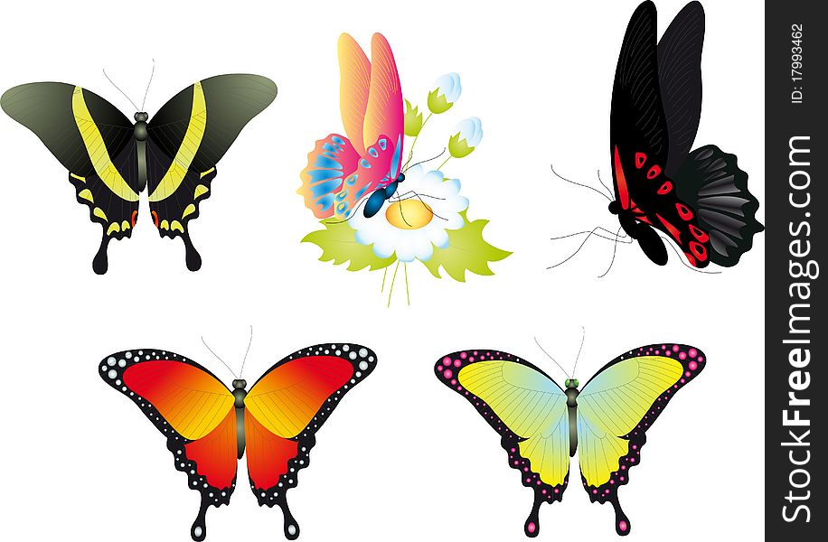 Butterfly. Vector Collection