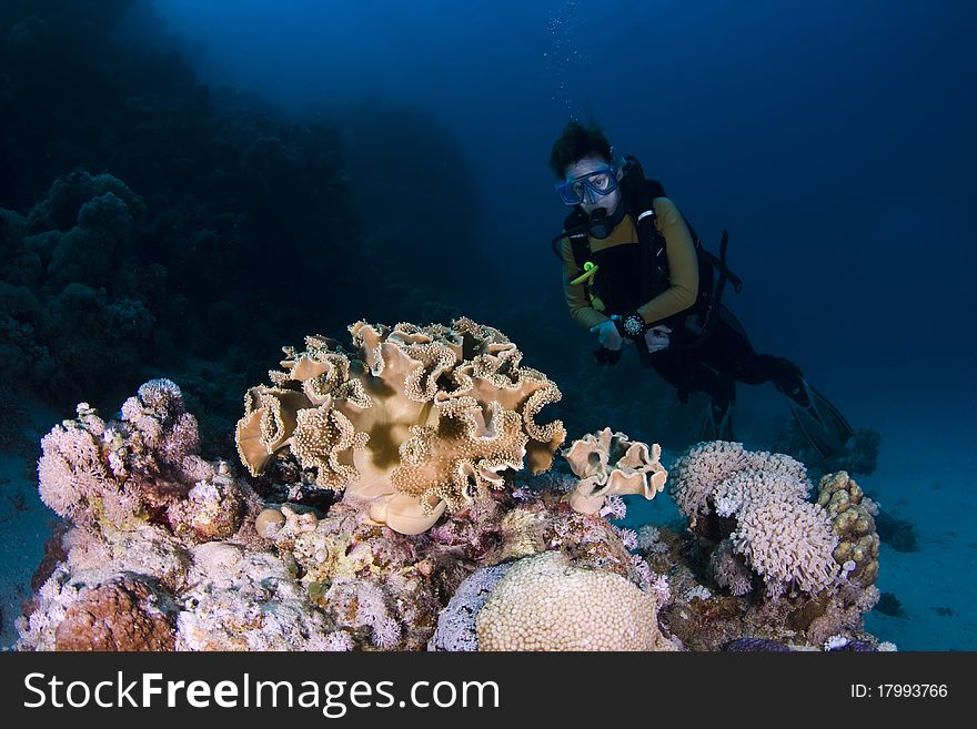 Diver behind coral on a reef in the Red Sea, Egypt. Diver behind coral on a reef in the Red Sea, Egypt