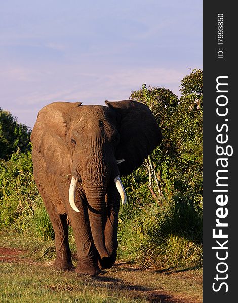 Bull elephant invades camp at Ngorongoro