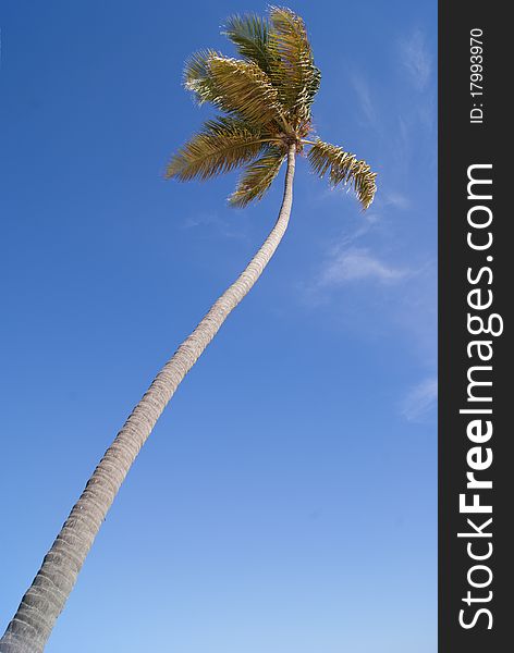 Palm tree against a background blue sky. Palm tree against a background blue sky