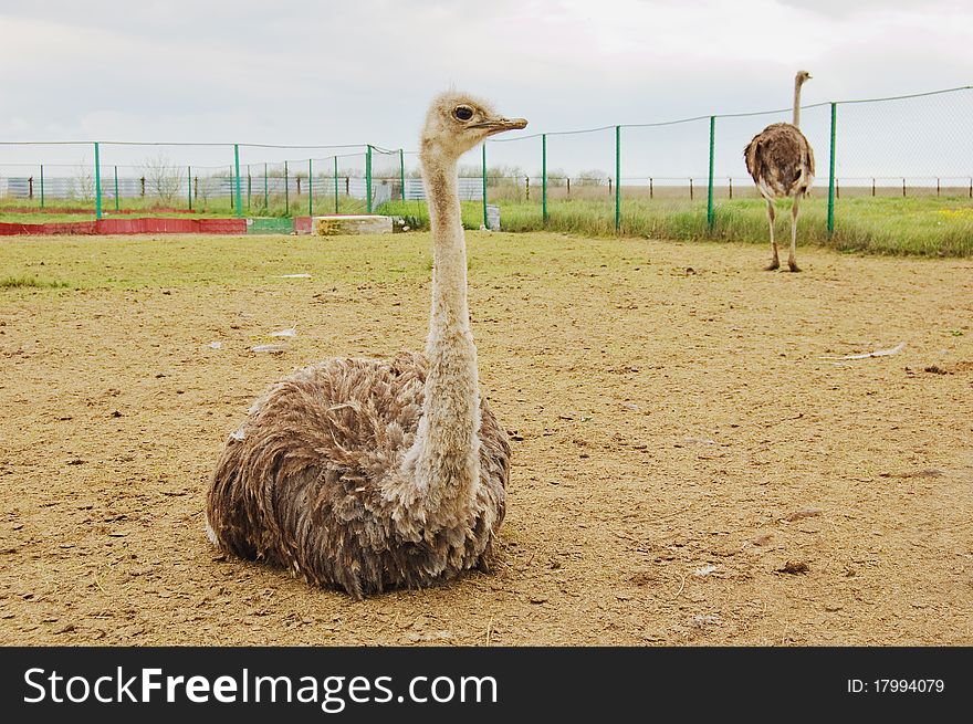 Two ostriches at the farm. Two ostriches at the farm