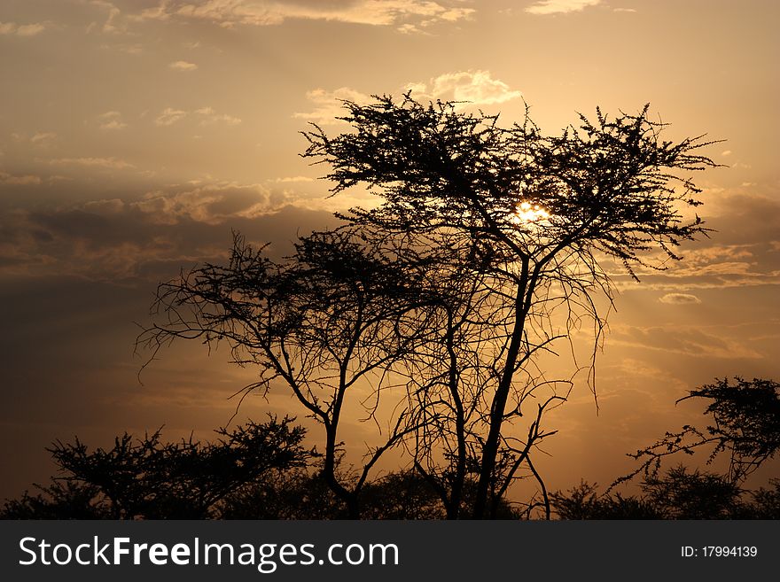 Acacia tree silouette in Masai mara. Acacia tree silouette in Masai mara