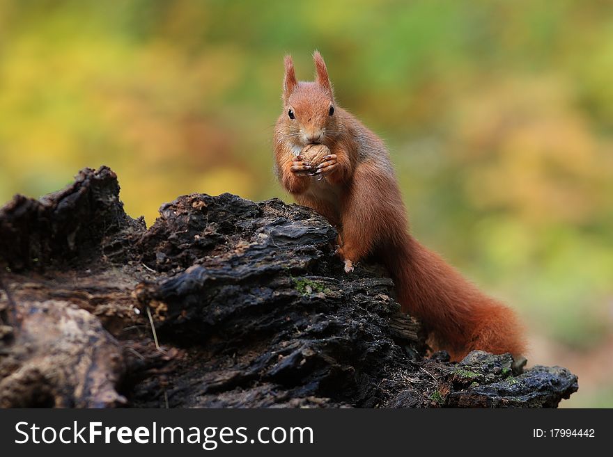 Squirrel with hazelnuts on a stump in the park