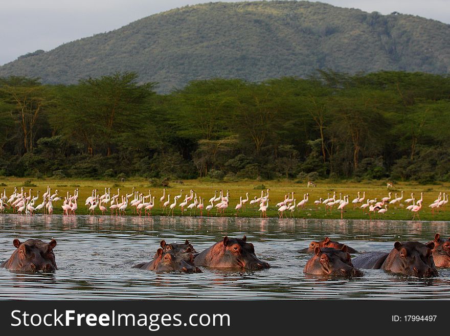 A pod of hippos with flamingoes. A pod of hippos with flamingoes