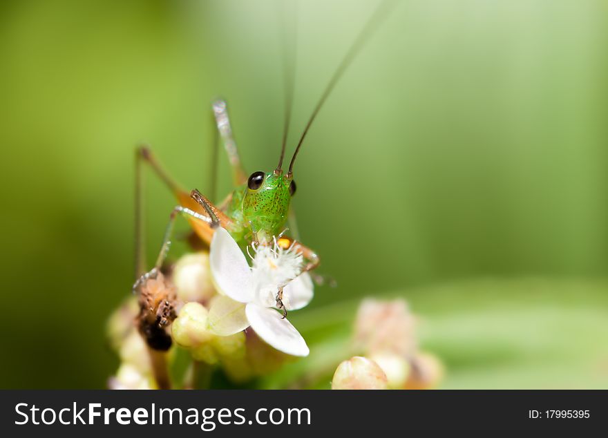 Tiny grasshopper on a white flower, shot in Costa Rica