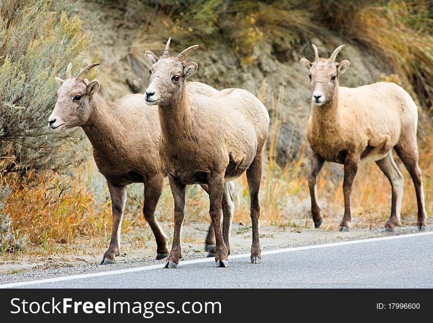 Three female bighorn sheep walk down a Montana road. Three female bighorn sheep walk down a Montana road.