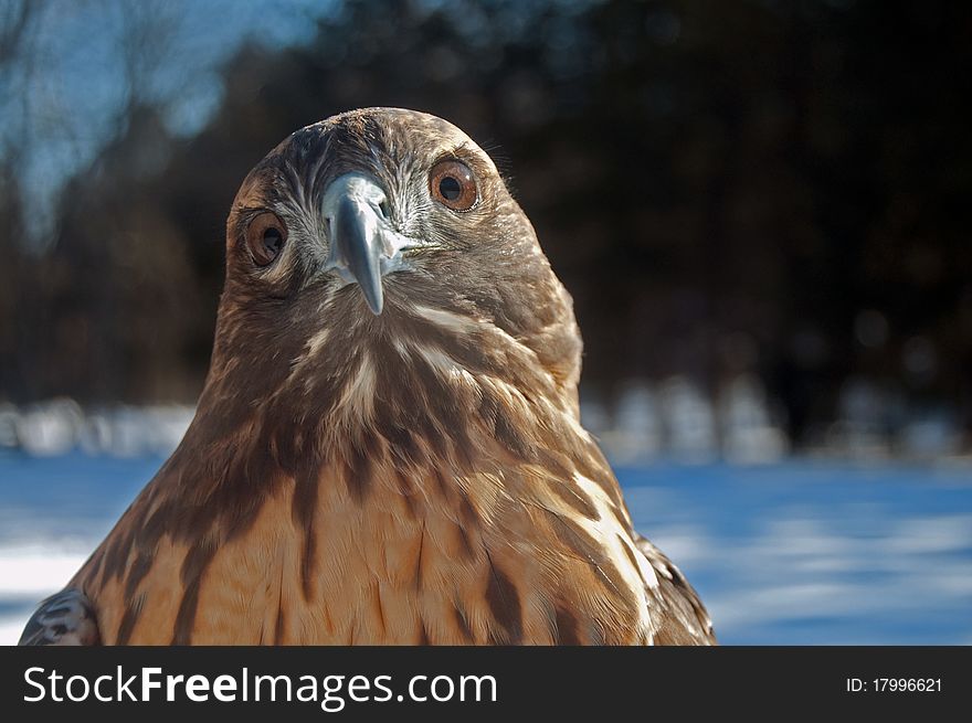 Red-Tailed Hawk Head On. Red-Tailed Hawk Head On