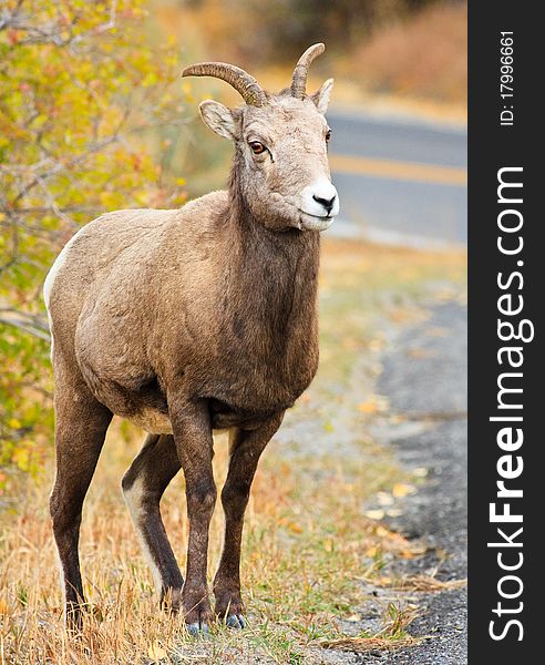 Female Bighorn Sheep Standing By Road
