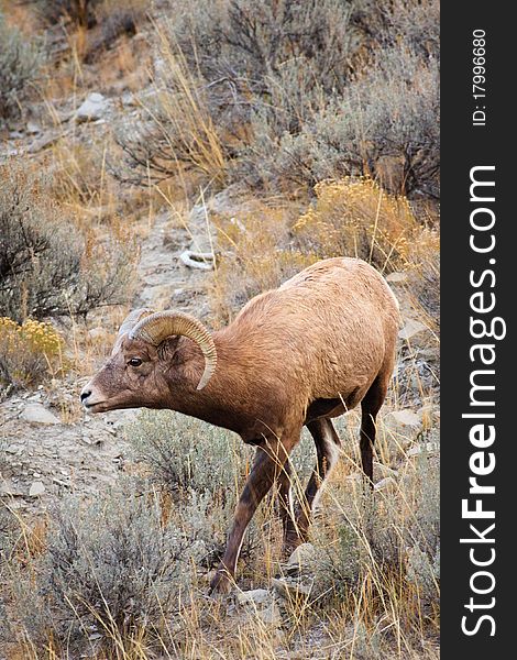 Young bighorn sheep ram walking down steep hill, Montana.