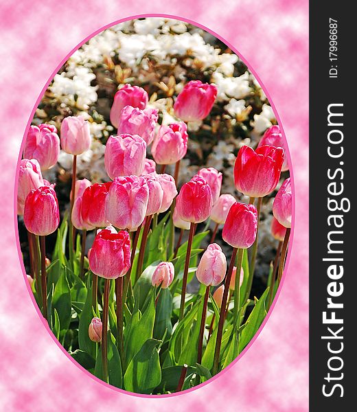 Pink tulips in oval frame against pink background