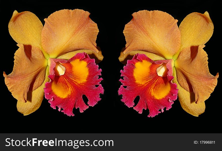 Two Orange And Red Color Cattaliya Orchid