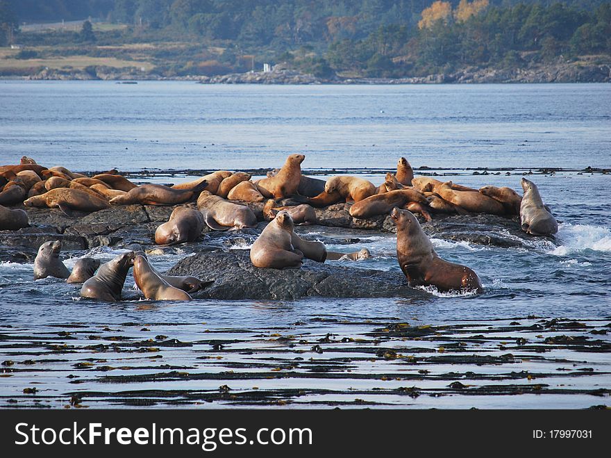 Sea lions near Victoria Island, Canada