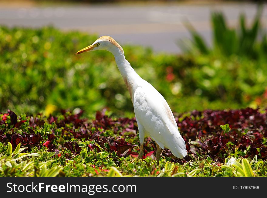 Egret Bird Flowers Green Plant