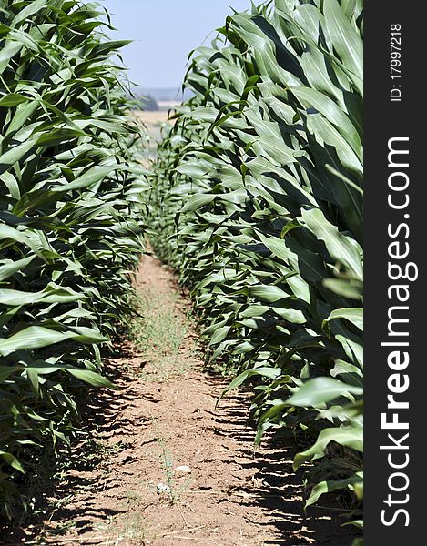 Passage between the rows of green leaves of maize. Passage between the rows of green leaves of maize