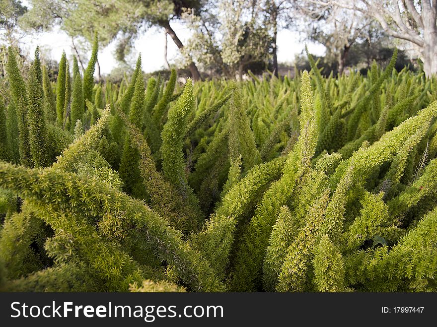 Dense thickets of green fern on the background of trees