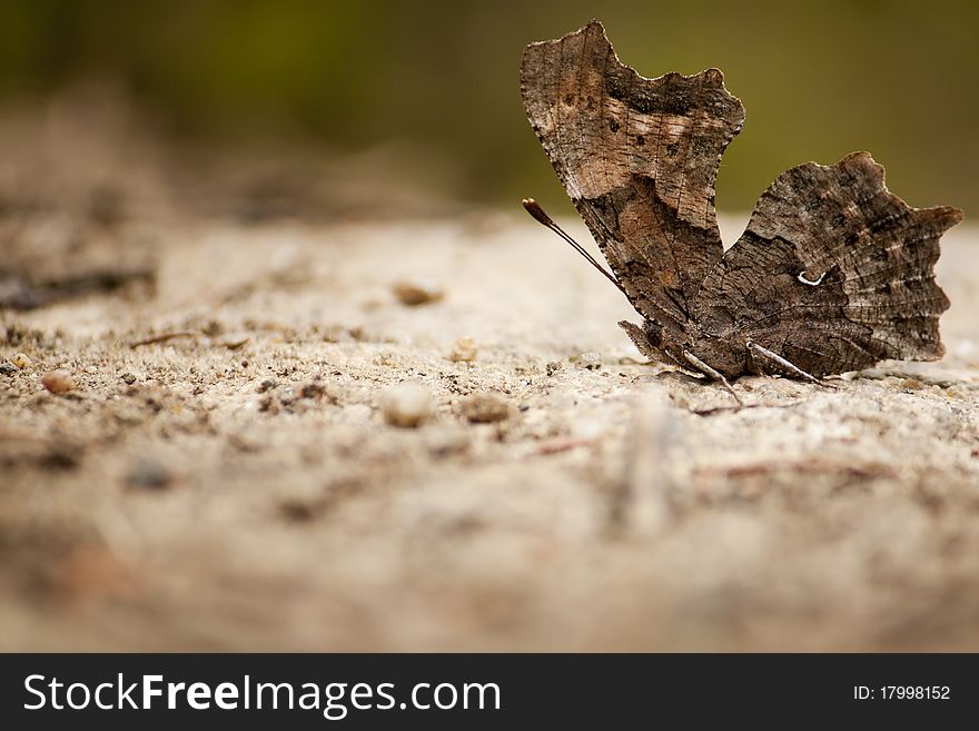 Basking Butterfly