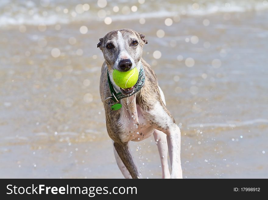 Brindle and white whippet running through sea water with a ball in mouth. Brindle and white whippet running through sea water with a ball in mouth.