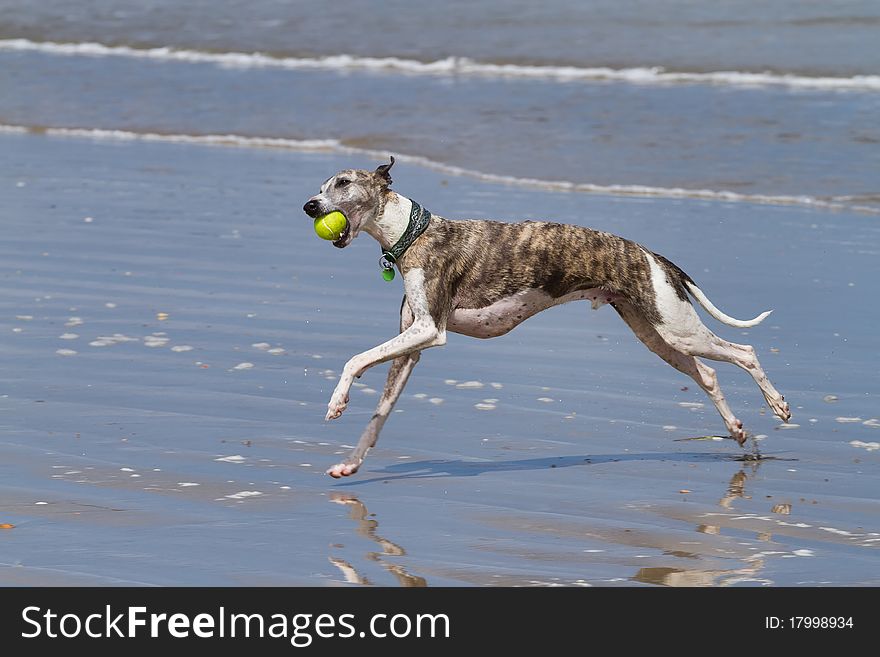 Brindle and white whippet playing ball on the beach. Brindle and white whippet playing ball on the beach.