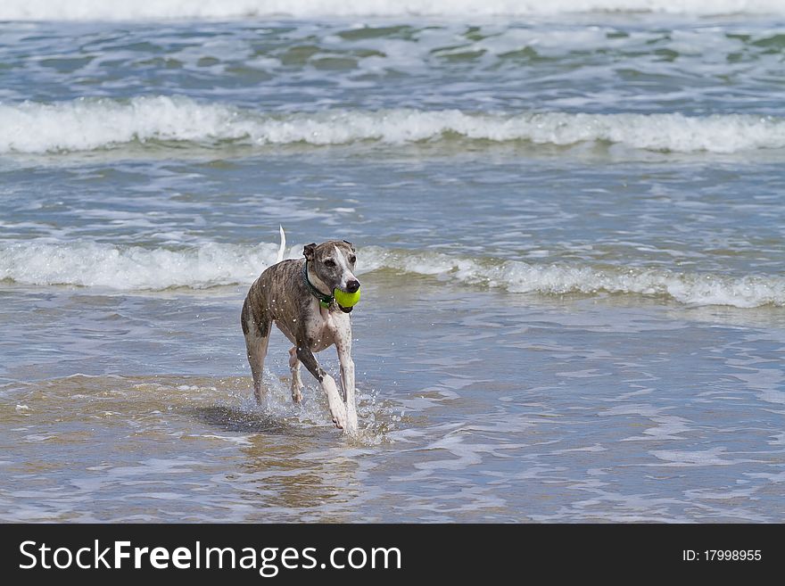 Beautiful brindle and white whippet running through sea water with a ball. Beautiful brindle and white whippet running through sea water with a ball.
