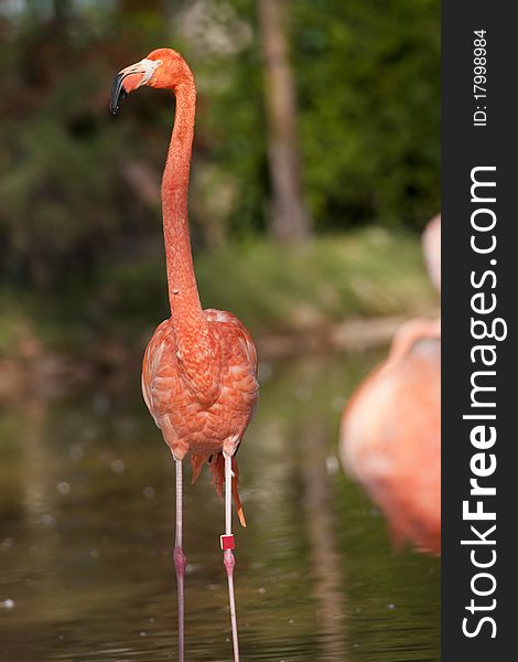 Pink Flamingo Standing in Water