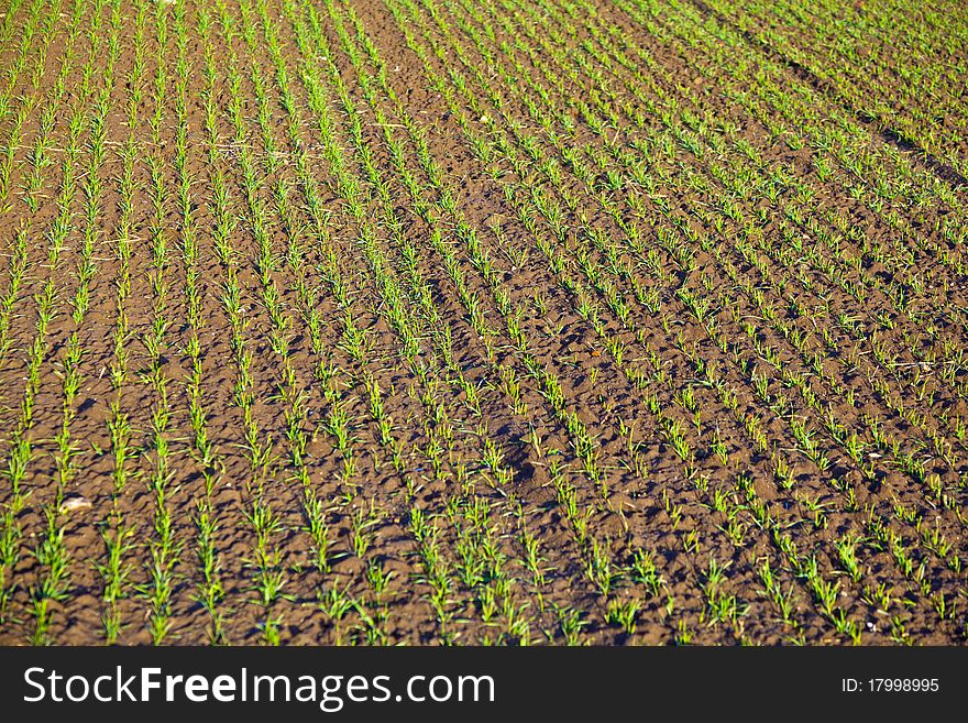 Freshly growing plants on acre in harmonic rows