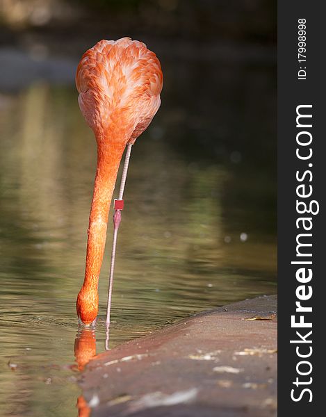 Chilean Flamingo Feeding