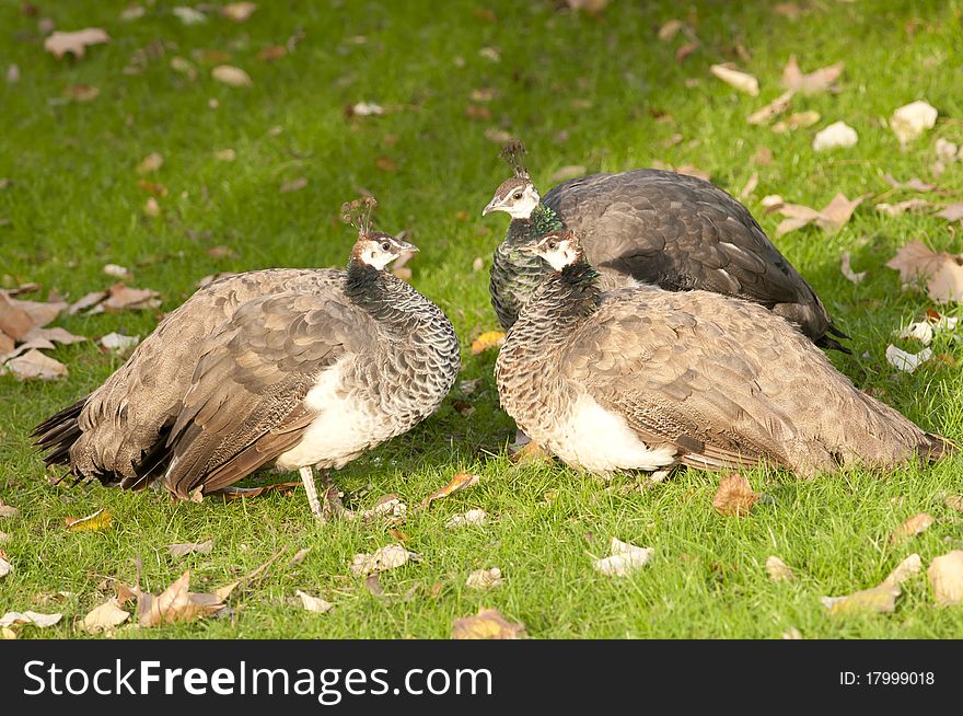 Three Peafowls On Green Grass