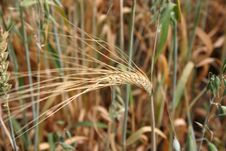 Wheat Spike Stock Photo Wheat Spike Stock Photo