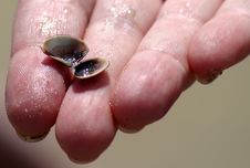 Tiny Sea Shell Royalty Free Stock Photos