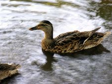 Duck In Water Stock Images