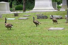 Graveyard Geese 2 Stock Photo
