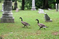 Graveyard Geese 1 Stock Image