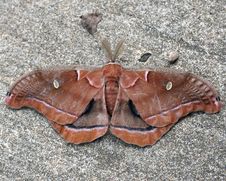 Two Moths Royalty Free Stock Images