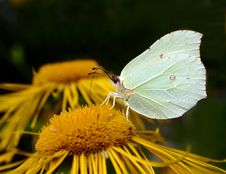 Butterfly Stock Photo