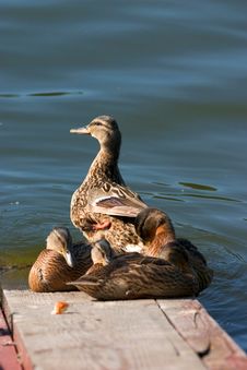 Duck With Ducklings Stock Photography