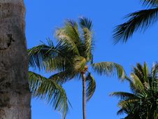 Palm Tree Stock Photo Palm Tree Stock Photo