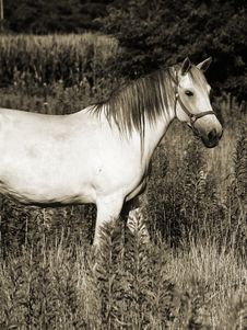Beautiful Gray Horse In Sepia Stock Images