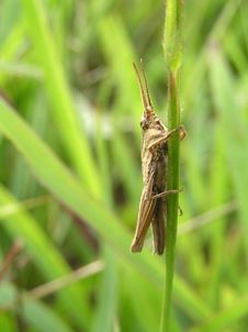 Grasshopper Stock Images