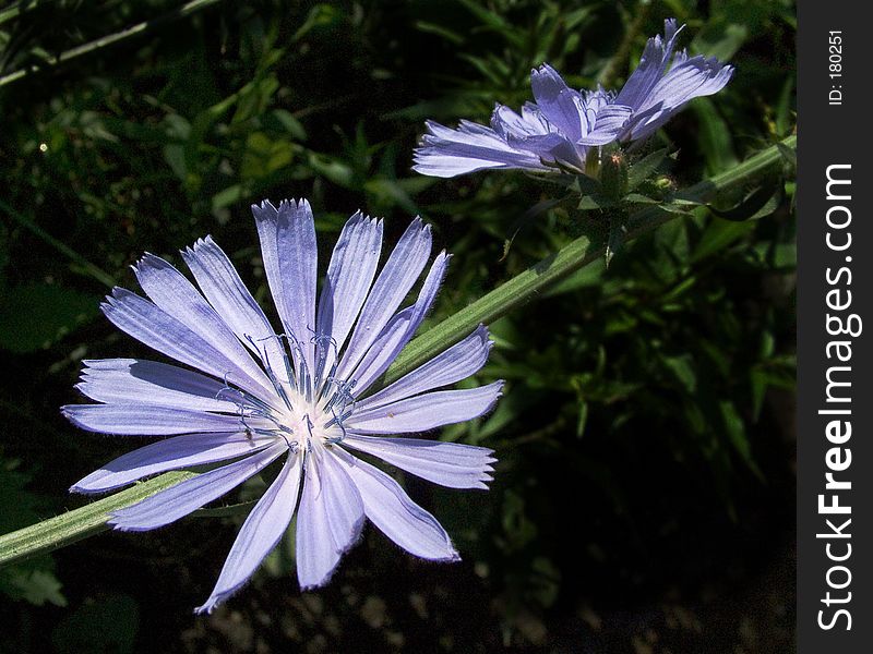 Chicory flowers