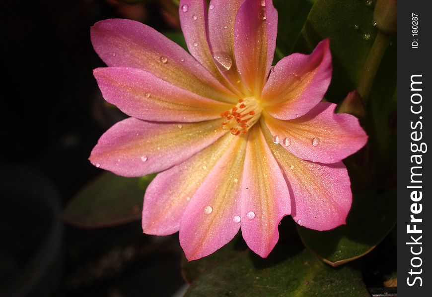 This is a Geranium.