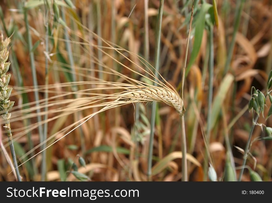Wheat Spike