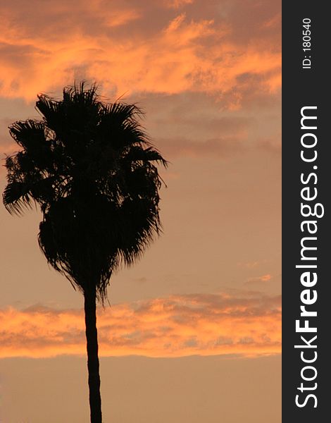 Palm tree silhouette at sunset