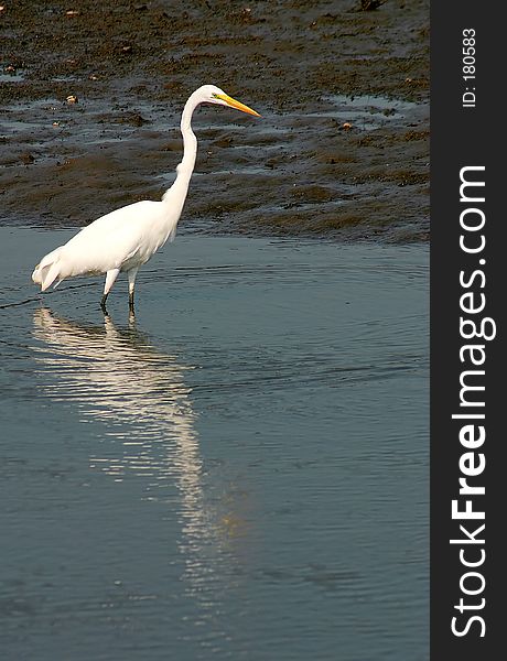 A Great White Heron wading in a marsh. A Great White Heron wading in a marsh.
