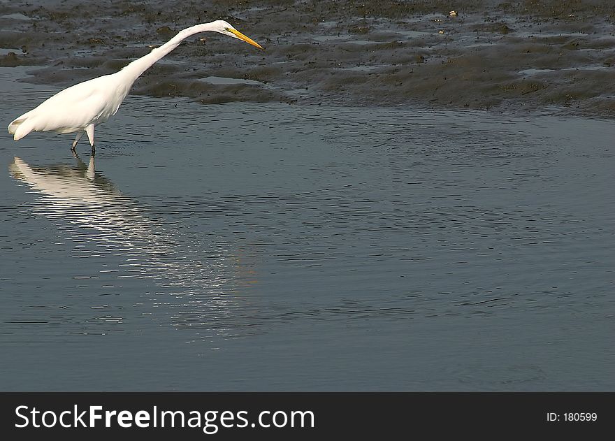 A Great White Heron fishing